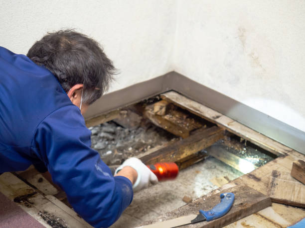 Best Insurance-Related Mold Remediation in Kingston, IL