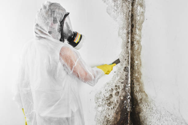Best Residential Mold Remediation in Kingston, IL