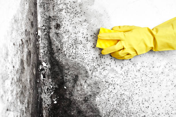 Best Mold Testing and Inspection Services in Kingston, IL