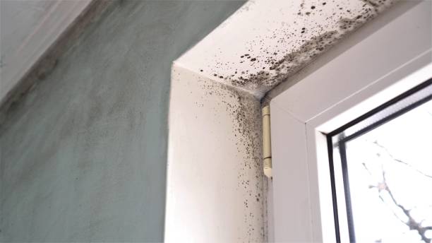 Best Commercial Mold Remediation in Kingston, IL