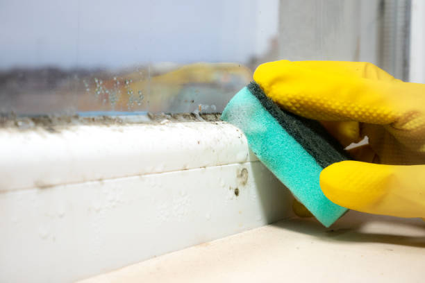Professional Mold Remediation in Kingston, IL