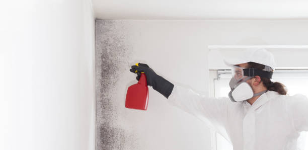 Best HVAC Mold Remediation in Kingston, IL