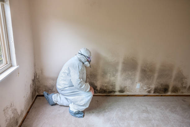 Best Basement Mold Remediation in Kingston, IL