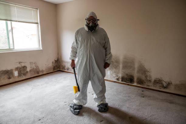 Best Residential Mold Remediation in Kingston, IL