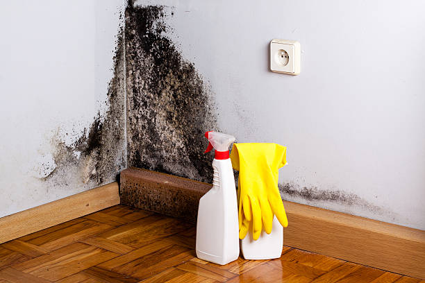 Best Black Mold Remediation in Kingston, IL