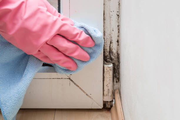 Best Health and Safety Mold Remediation in Kingston, IL